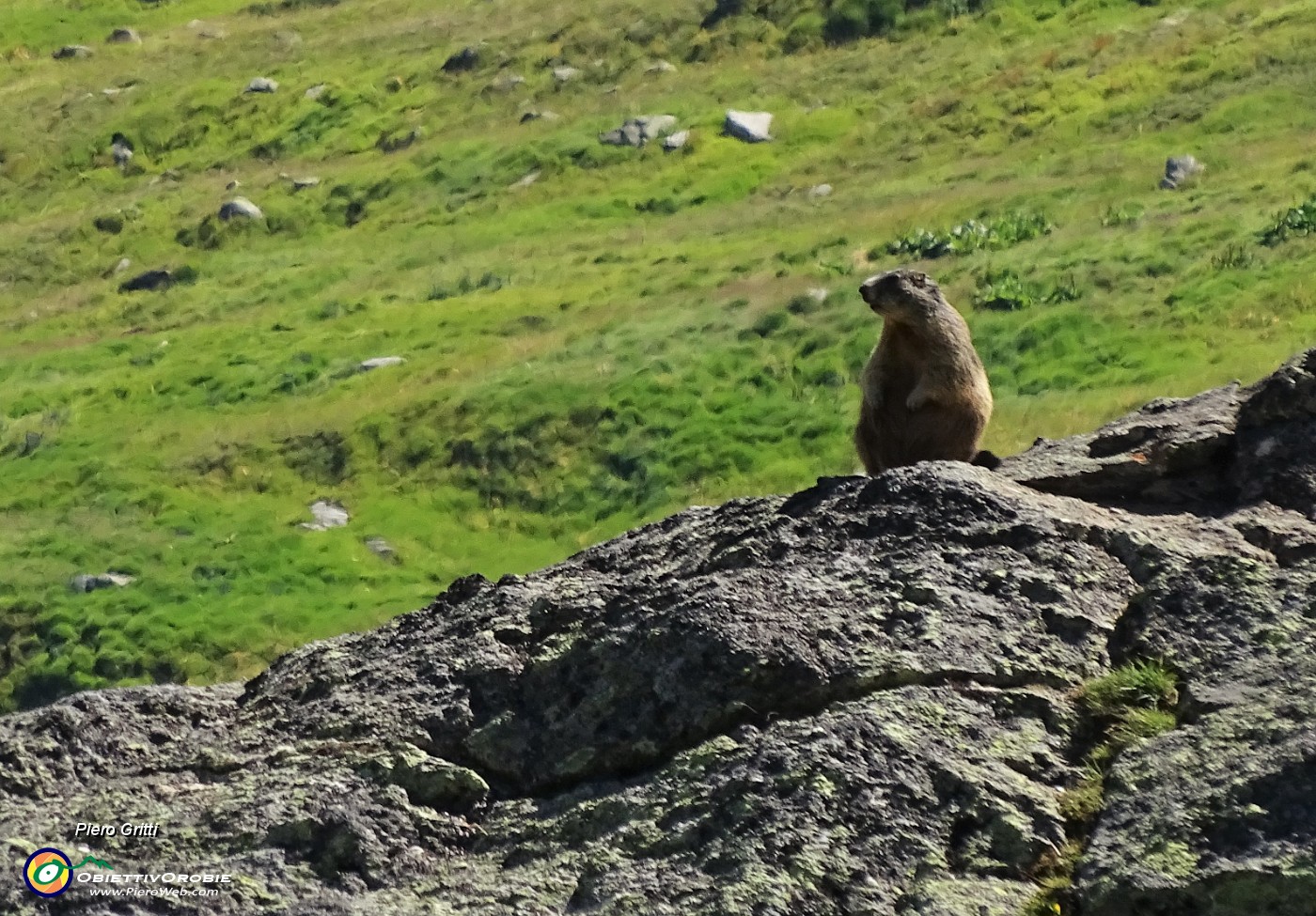 38 Marmotta di sentinella alla Val Roseg.JPG